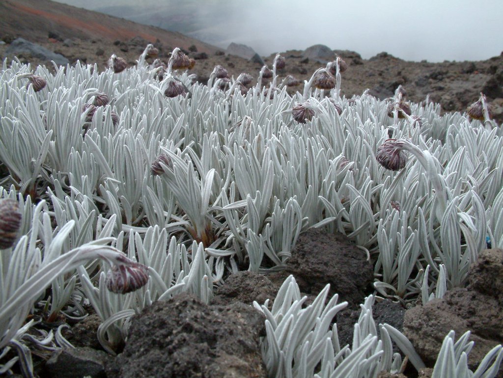 12-This is growing at nearly 5000 m, no ice on it, it's natural white.jpg - This is growing at nearly 5000 m, no ice on it, it's natural white